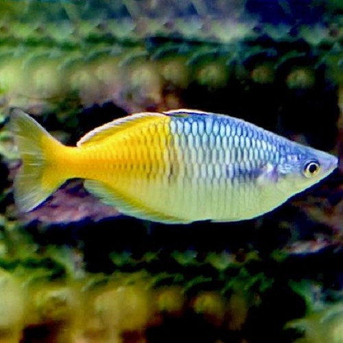 Melanotaenia boesemani - Arc en ciel de boeseman M